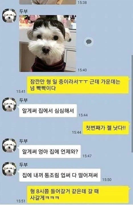 댕댕이와 냥이의 온도차.jpg_2.webp