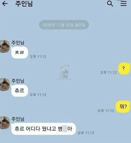 댕댕이와 냥이의 온도차.jpg_3.webp