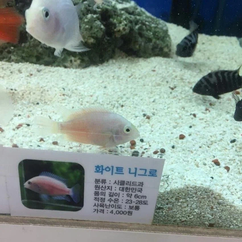 착한일진, 착한범죄자, 화려하면서 검소한것_1.webp