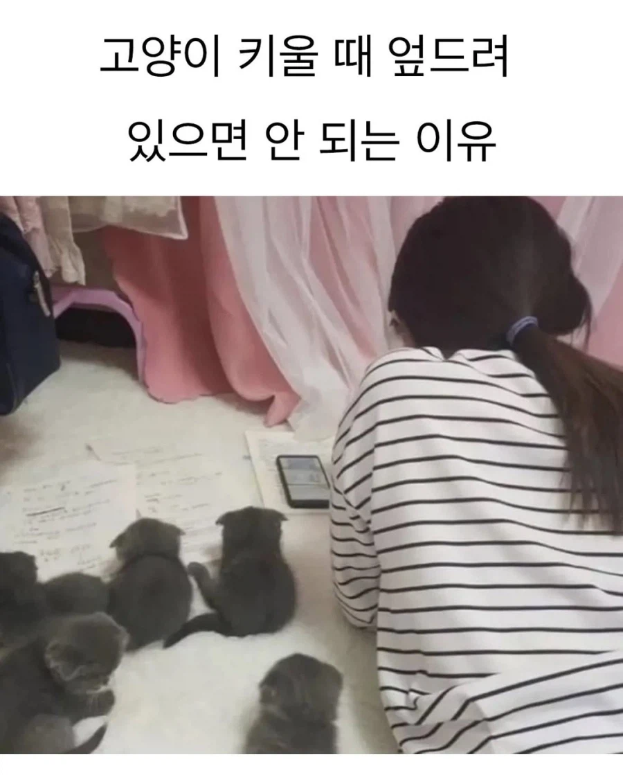 고양이 있는데 엎드려 있으면 안되는 이유_1.webp