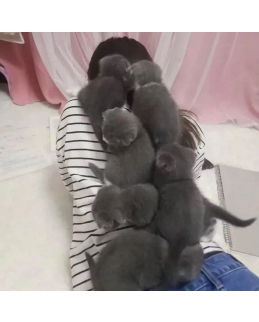 고양이 있는데 엎드려 있으면 안되는 이유_2.webp