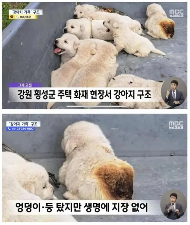화재 현장에서 구조된 강아지짤.jpg_1.webp