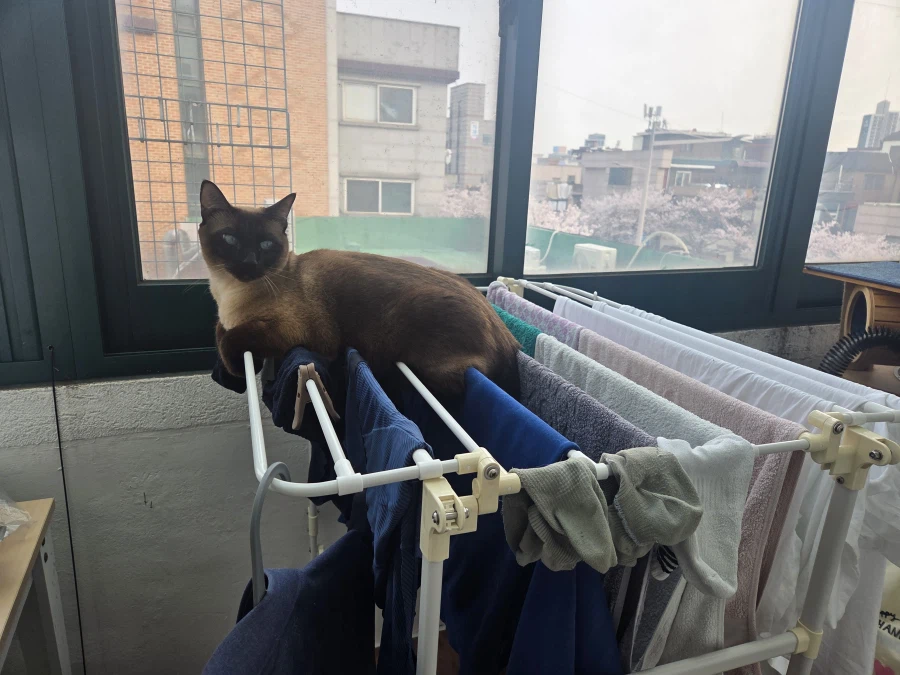 그래도 모카는 귀엽다_1.webp