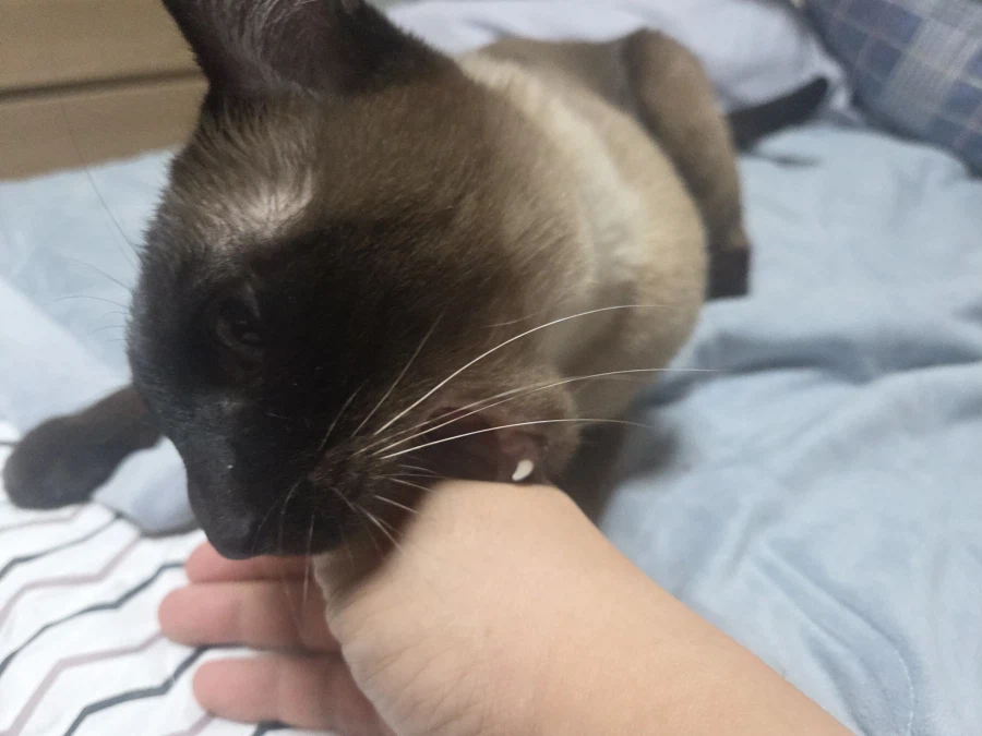 그래도 모카는 귀엽다_2.webp