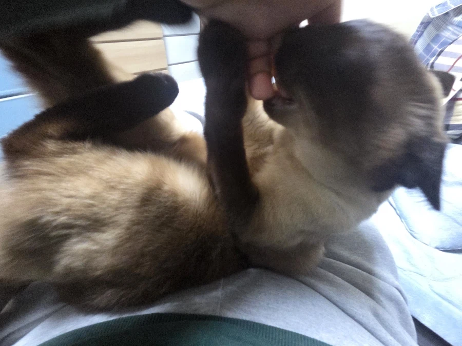 그래도 모카는 귀엽다_3.webp