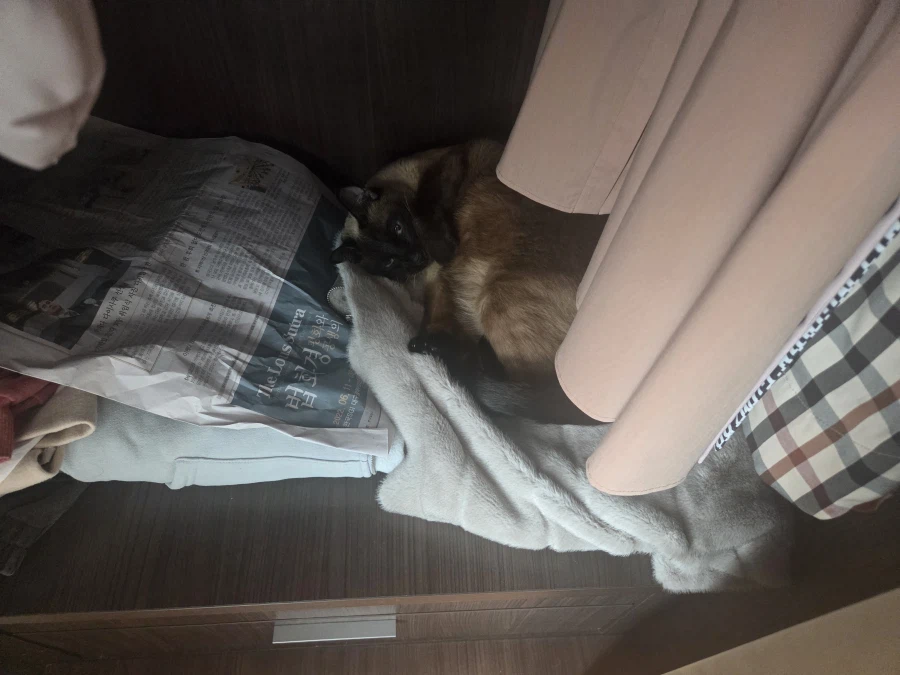 그래도 모카는 귀엽다_5.webp