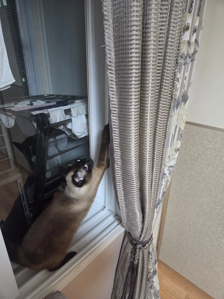 그래도 모카는 귀엽다_6.webp