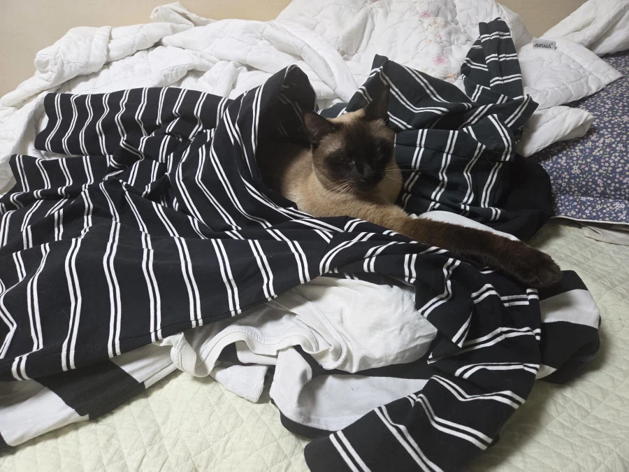 그래도 모카는 귀엽다_10.webp