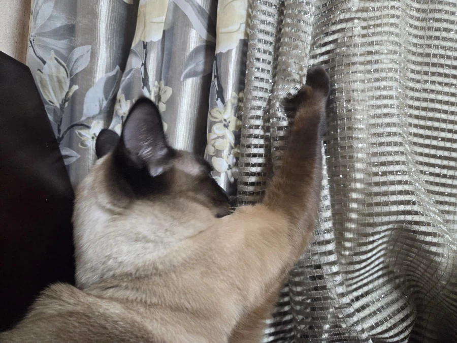 그래도 모카는 귀엽다_8.webp