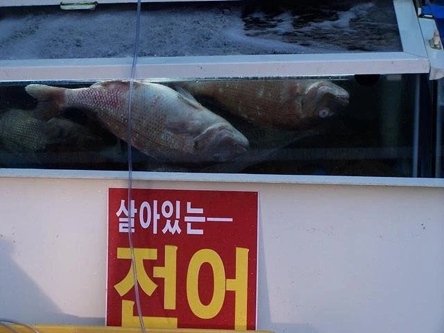 만우절 특집 정직한 짤들_4.webp