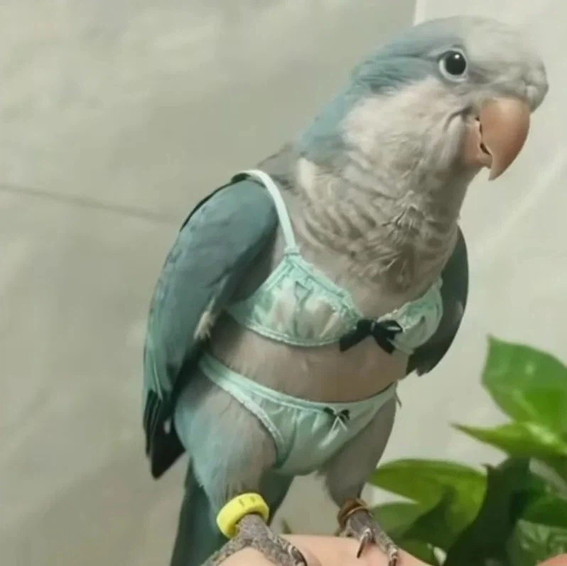 비둘기가 비키니 입은 짤 본 적 있냐?_1.webp