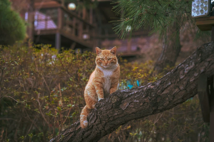 길에서 찍은 고양이 사진 보고 가라_2.webp