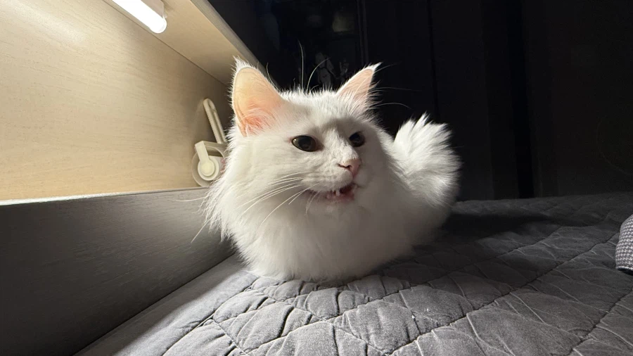 고양이 자랑글을 올리고싶었어요_1.webp