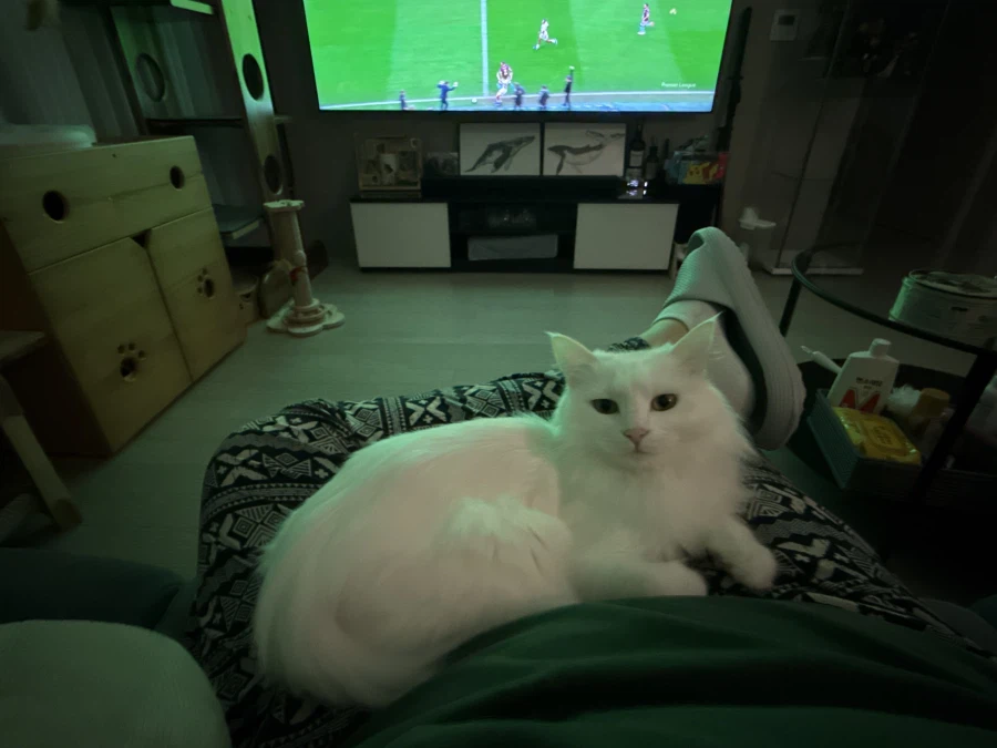 고양이 자랑글을 올리고싶었어요_5.webp