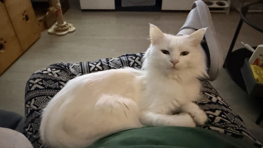 고양이 자랑글을 올리고싶었어요_6.webp