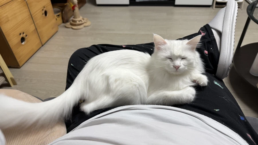 고양이 자랑글을 올리고싶었어요_2.webp