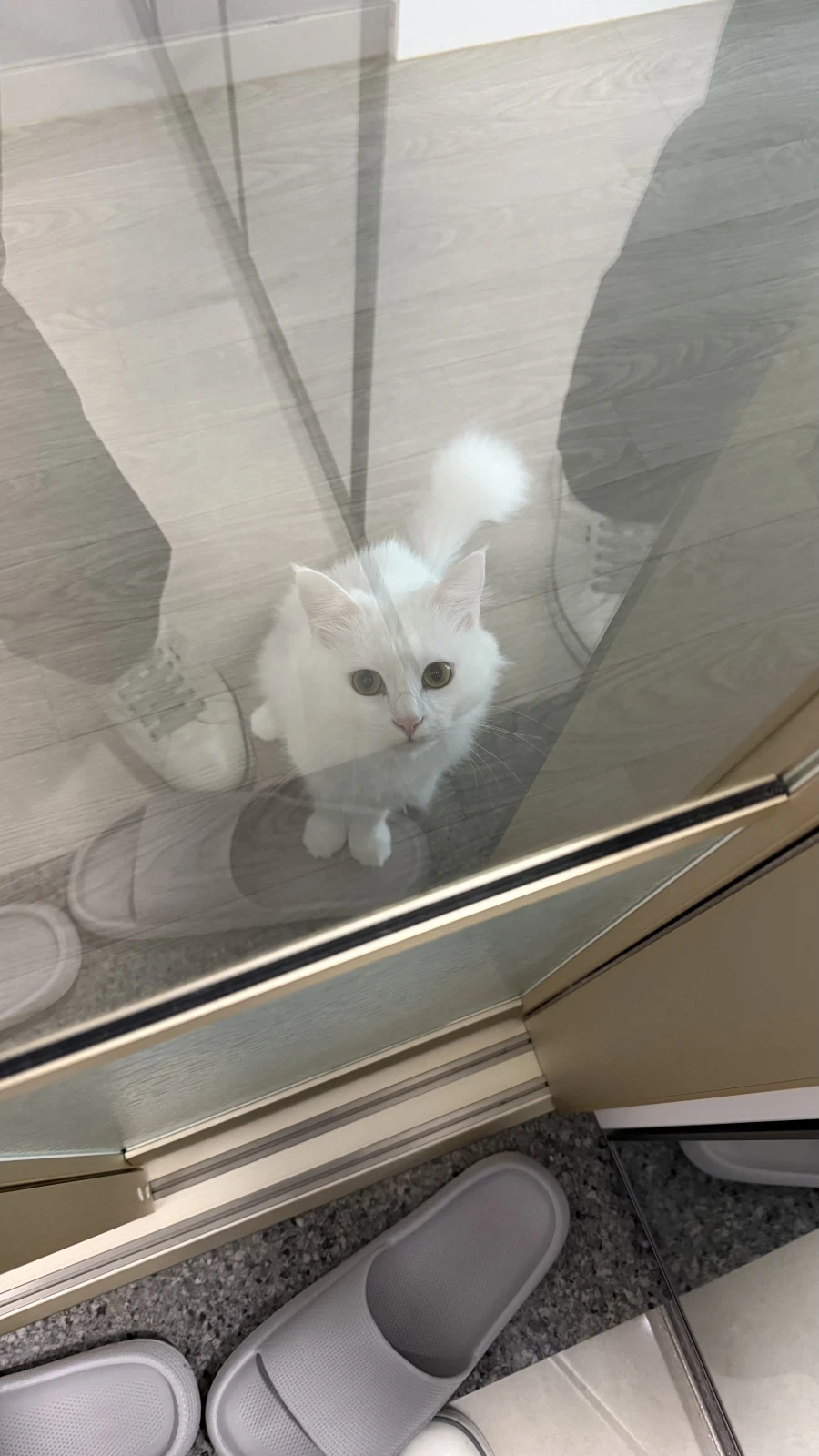 고양이 자랑글을 올리고싶었어요_3.webp