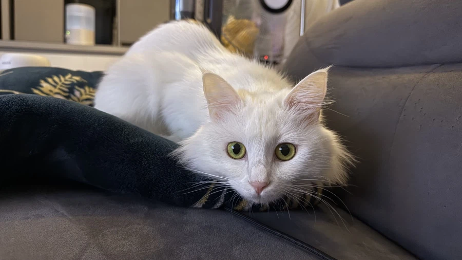 고양이 자랑글을 올리고싶었어요_9.webp