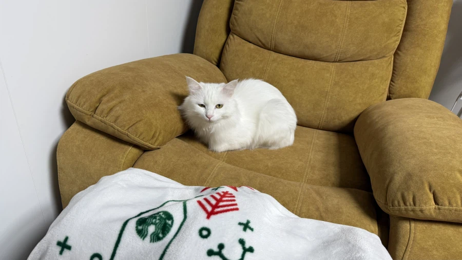 고양이 자랑글을 올리고싶었어요_4.webp