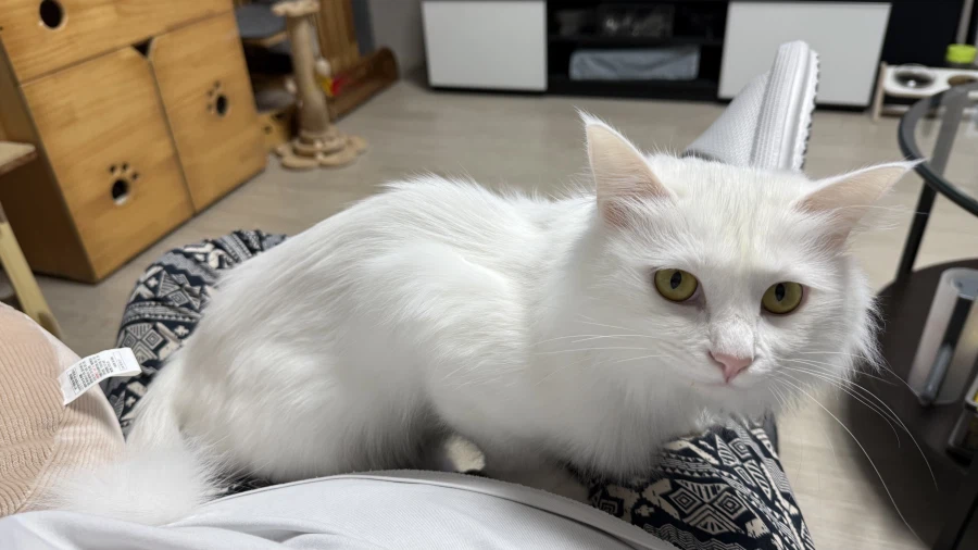 고양이 자랑글을 올리고싶었어요_8.webp