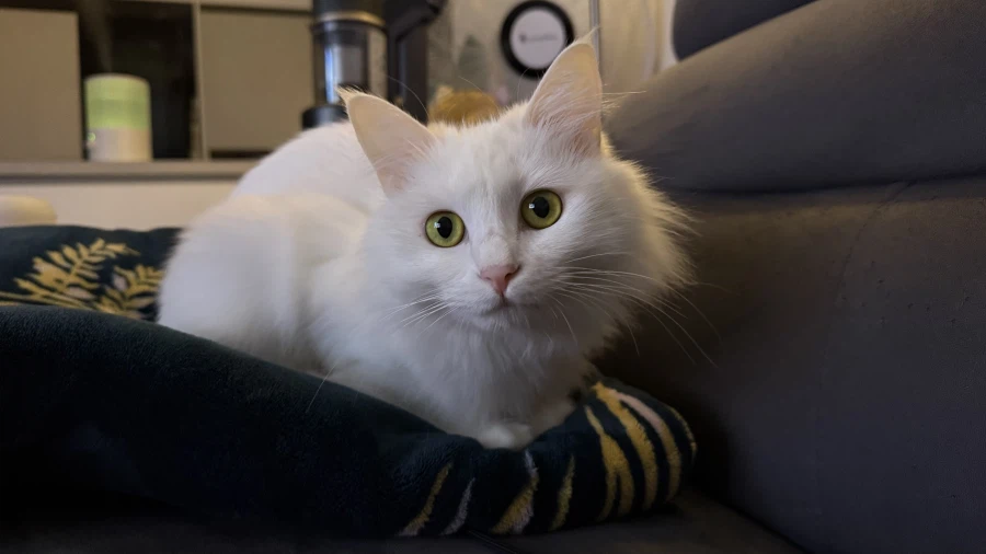 고양이 자랑글을 올리고싶었어요_10.webp