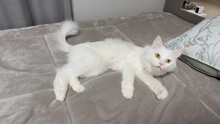 고양이 자랑글을 올리고싶었어요_11.webp