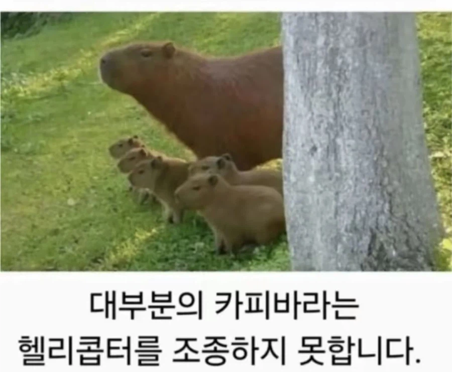 카피바라에 대한 오해와 진실_1.webp