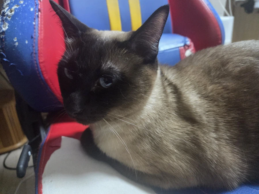 한때는 게이밍 의자였었던 것....._1.webp