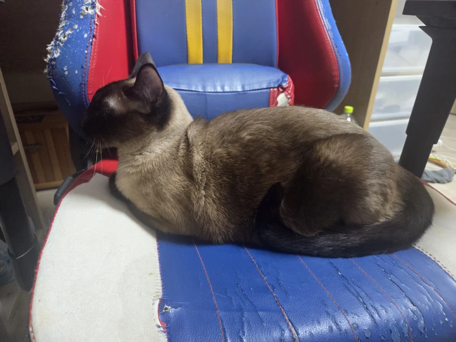 한때는 게이밍 의자였었던 것....._2.webp