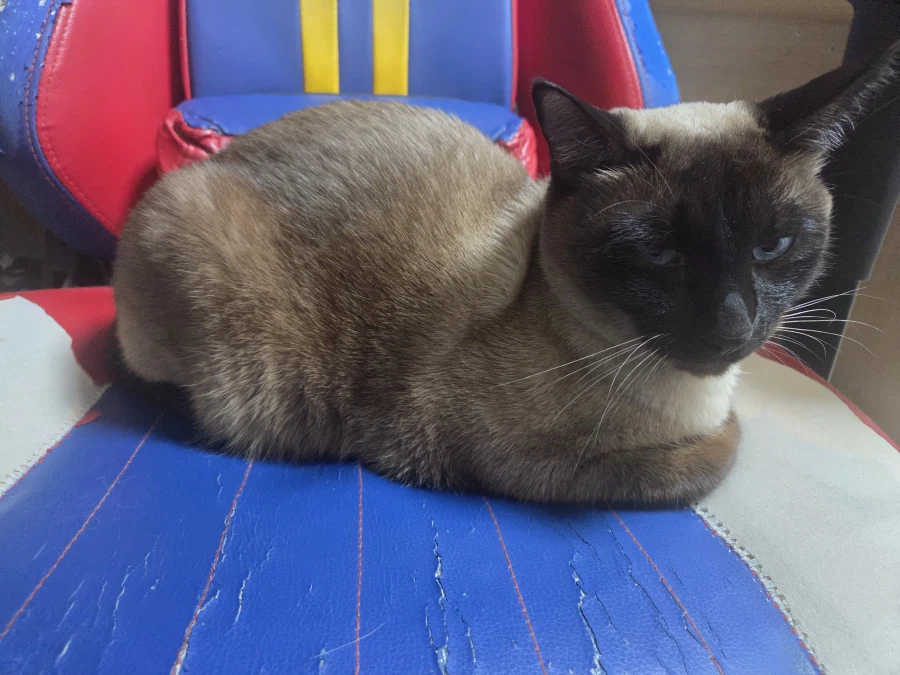 한때는 게이밍 의자였었던 것....._3.webp