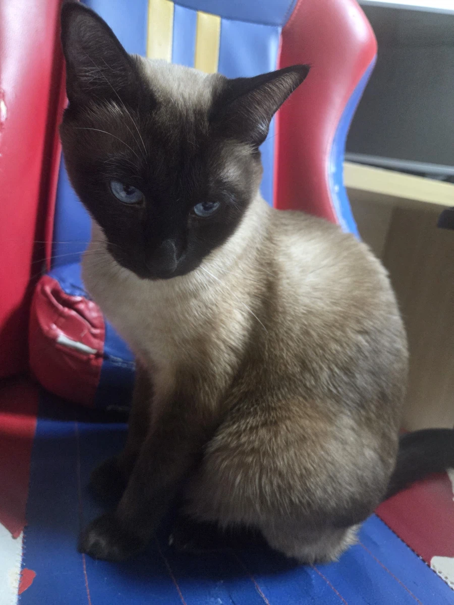 한때는 게이밍 의자였었던 것....._9.webp