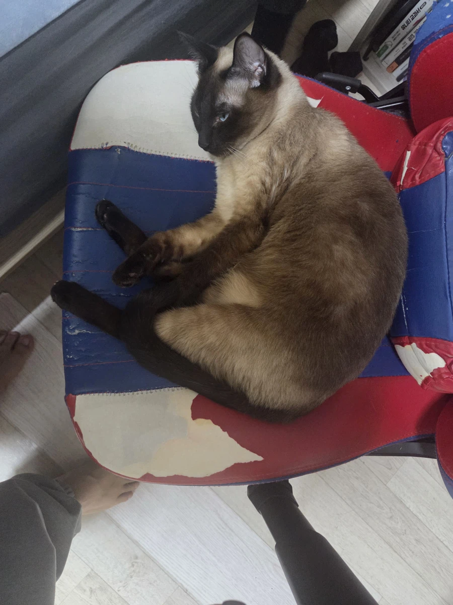 한때는 게이밍 의자였었던 것....._10.webp