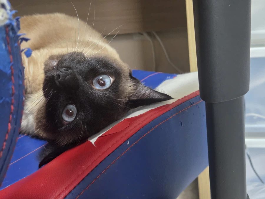 한때는 게이밍 의자였었던 것....._13.webp