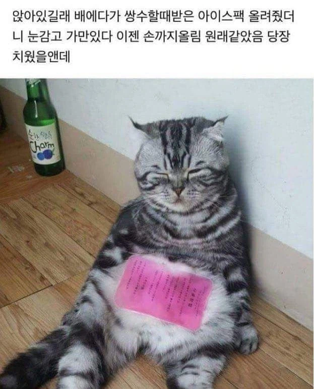 아무리 봐도 한잔 거하게 걸친 고양이_1.webp