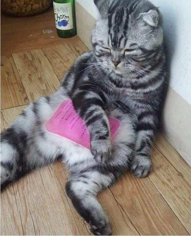 아무리 봐도 한잔 거하게 걸친 고양이_2.webp