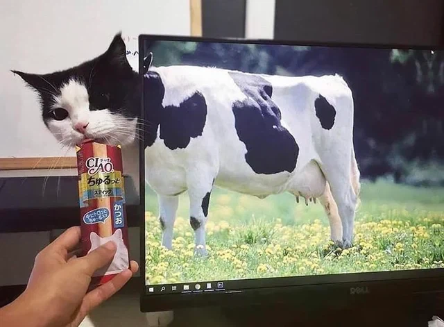 젖소 몸매에 고양이상 얼굴_1.webp