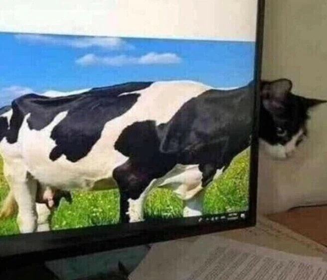 젖소 몸매에 고양이상 얼굴_2.webp