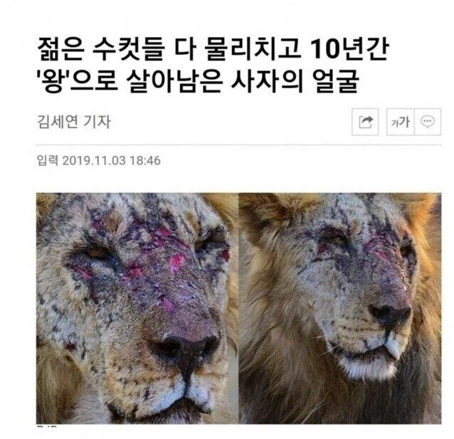 젊은 수컷들 다 물리치고 10년간