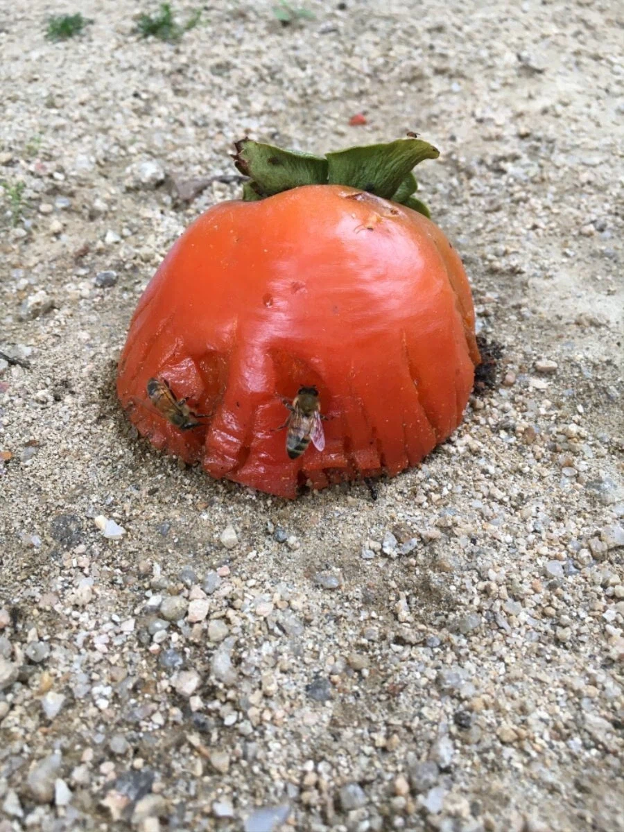 벌이 감을 먹는 이유_1.webp