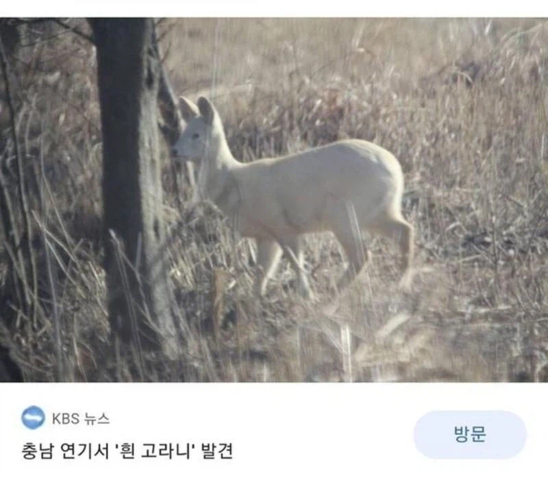 전설의 포켓몬_2.webp