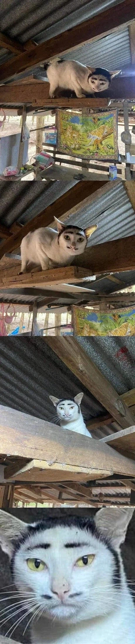 박명수 닮은 고양이.jpg_1.webp