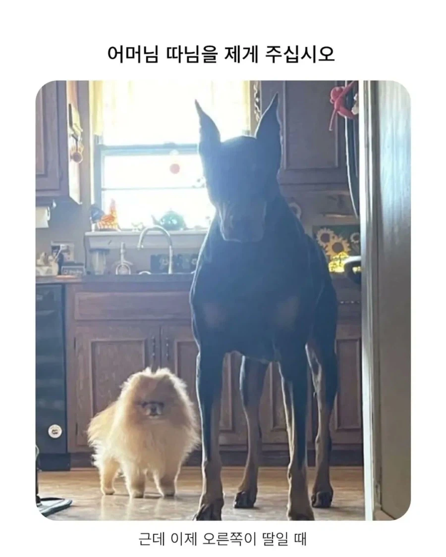 아버님! 따님을 제게 주십시오!_1.webp