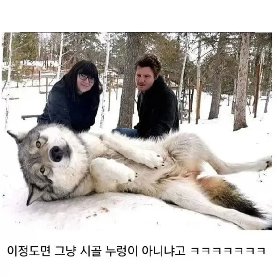 늑대의 삶의 비결_3.webp