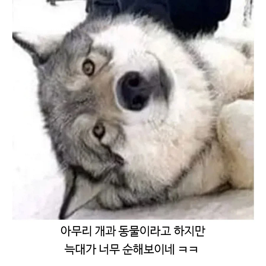 늑대의 삶의 비결_4.webp