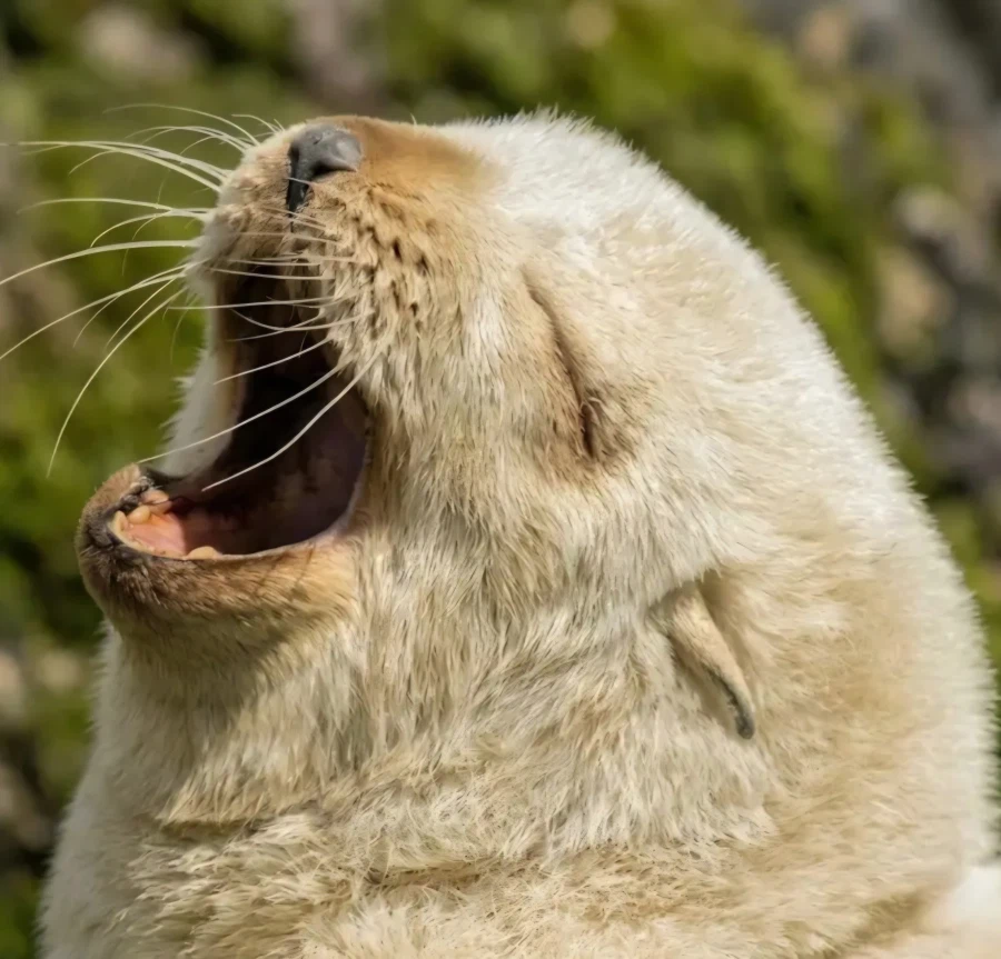 정말 귀여운 아기 개(?) 사진이 있습니다_1.webp