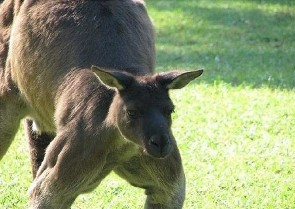 호주 여행 가서 캥거루 근처에도 가지 말아야 하는 이유_1.webp