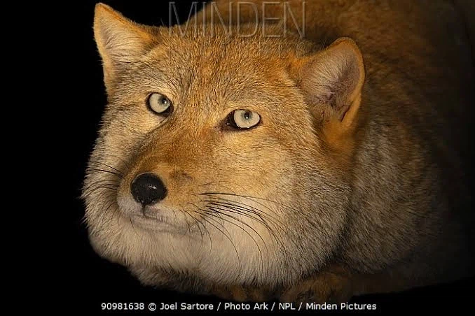 티벳여우의 진실_2.webp