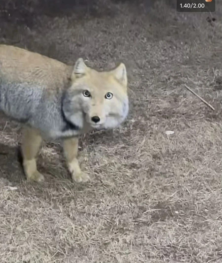 티벳여우의 진실_3.webp