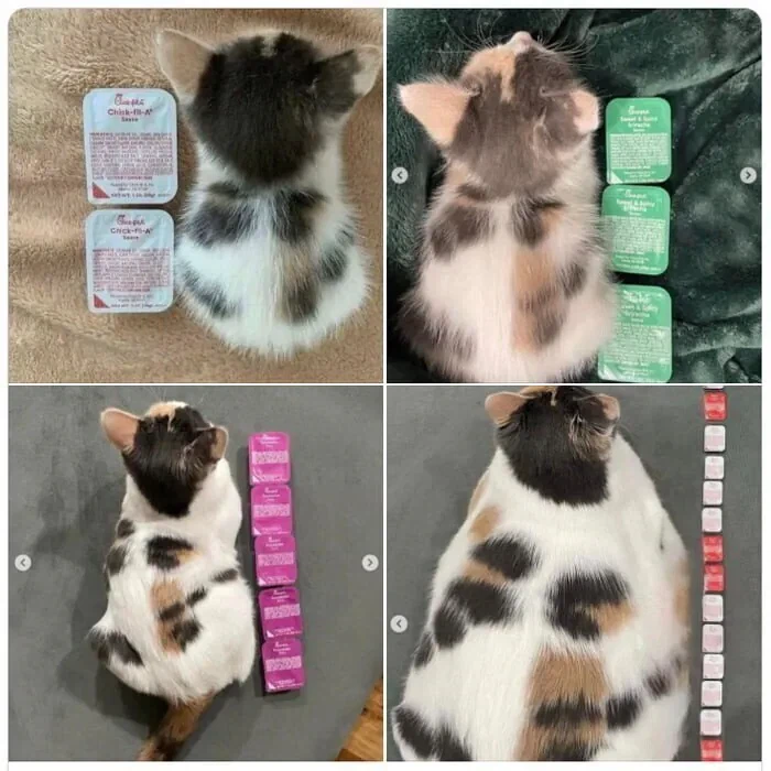 고양이 성장과정.jpg_1.webp