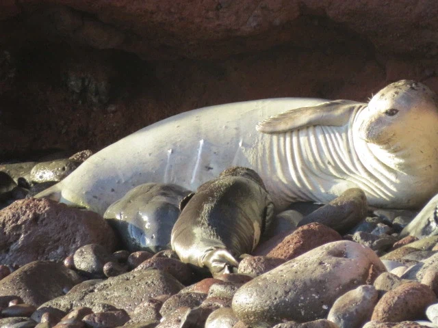 모유 흘리는거 보고 가.jpg_1.webp